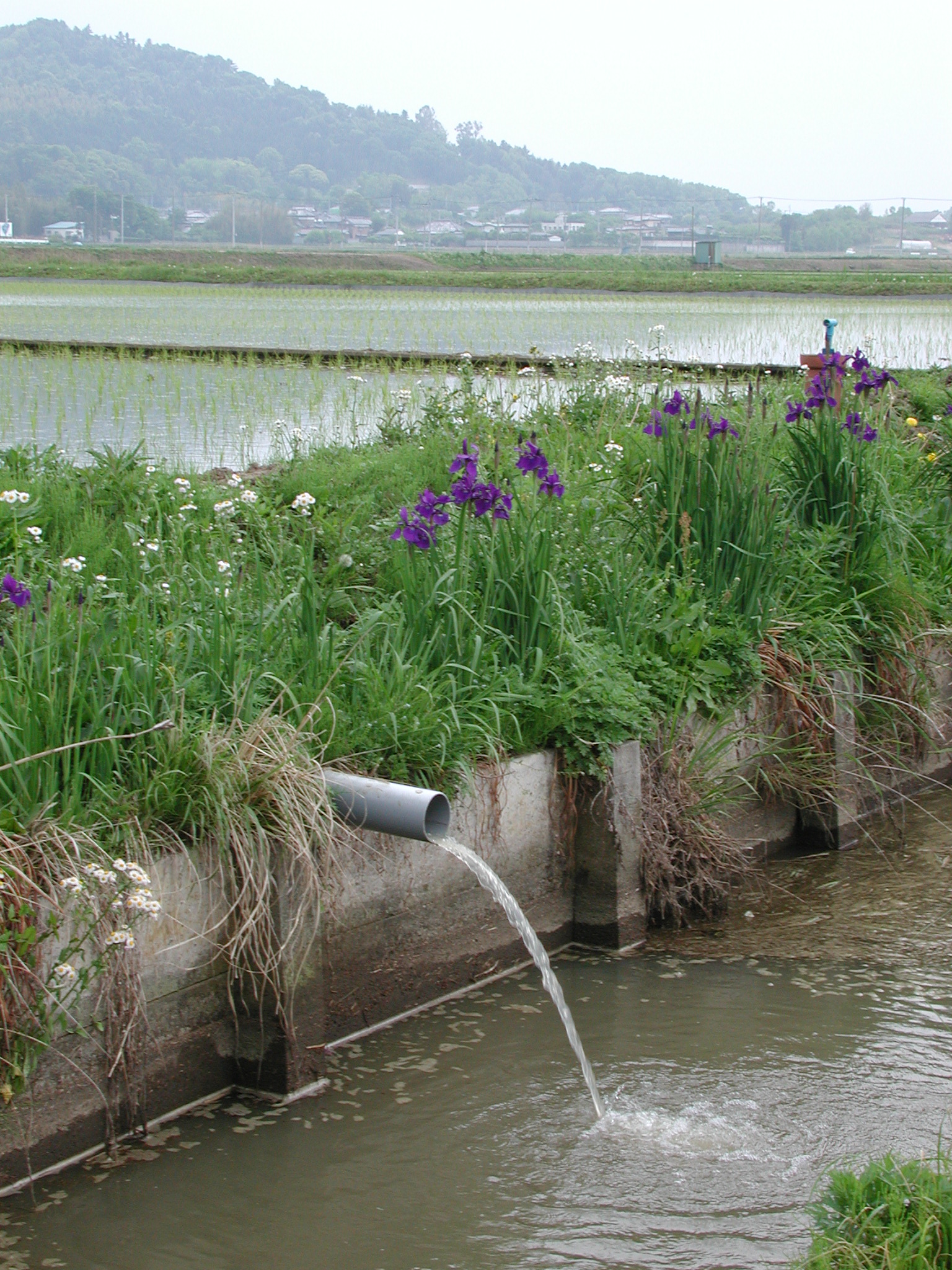 Rice paddy field